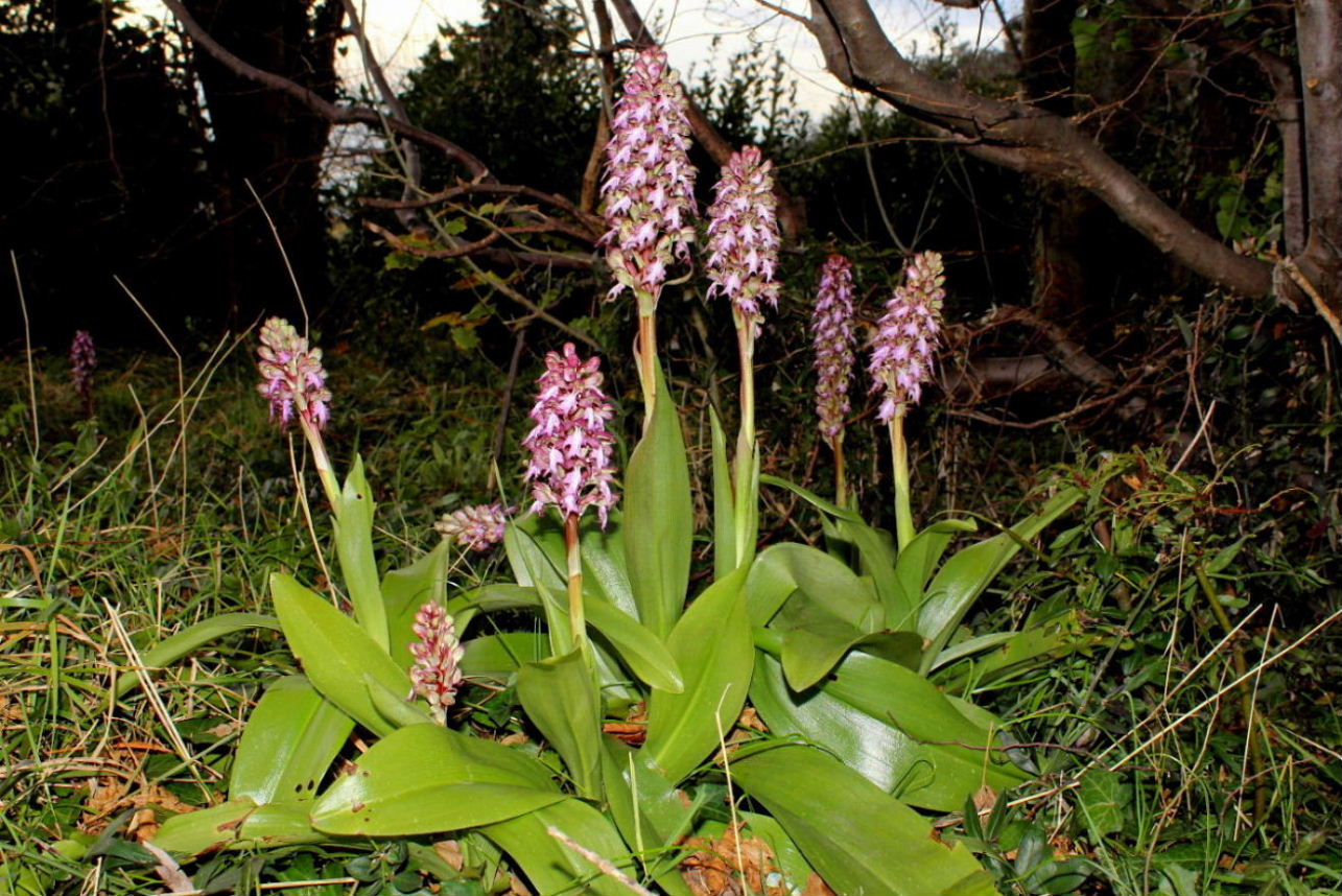 Himantoglossum robertianum in valle Aulella (Lunigiana, MS)